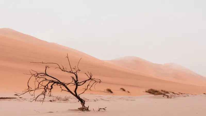 A dead tree in the desert