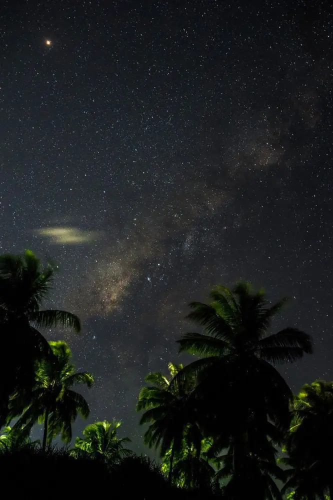 Palm trees and the night sky with stars and the milky way